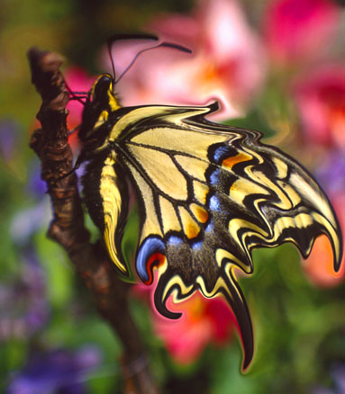 My Butterfly Dream