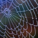 Spiders In My Hair - Single